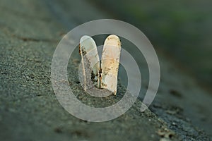 A beautiful white sea shell or Oyster in the deep ocean