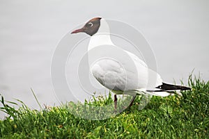 Beautiful white seagull awaits the outburst of fish on the surface of the lake