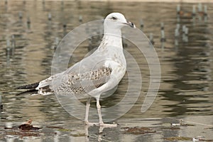 Beautiful White Seagull bird walking in the city