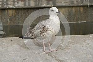 Beautiful White Seagull bird walking in the city