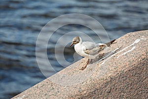 Beautiful white seagull with brown plumage is walking along a granite ledge against the dark waters of the Neva River in Saint-Pet