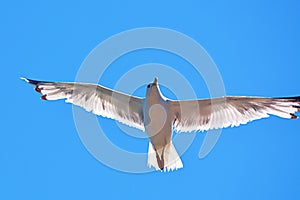 Beautiful white seagull flying on perfect blue sky