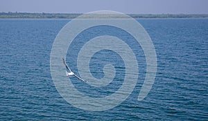 A beautiful white seagull gracefully flies over the naf river