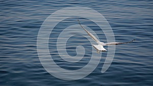 Beautiful white seagulls stunting on the sea photo