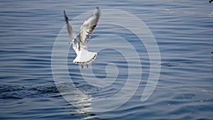 Beautiful white seagulls stunting on the sea photo