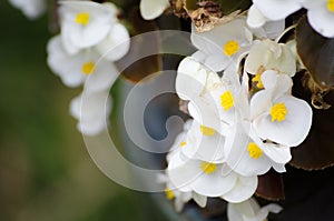 Beautiful white Semperflorens Begonia blooming flowers in a spring season at a botanical garden.