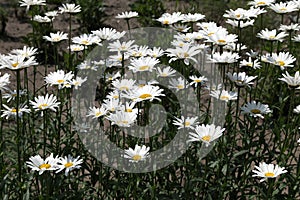 Beautiful white Shasta daisies grow in the garden in summer