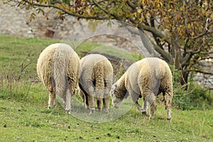Krásne biele ovečky pasúce sa na jesennej lúke