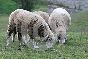 Krásne biele ovečky pasúce sa na lúke