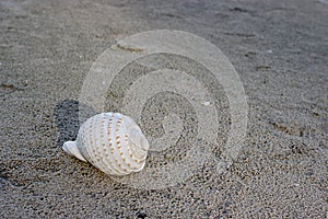 Beautiful white shell on dark sandy on the tropical beach for background.