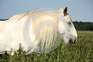 Beautiful white shire horse portrait in rural area photo