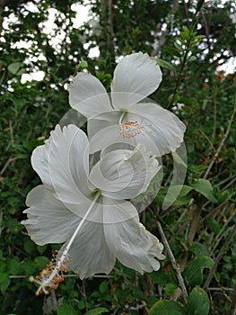 BEAUTIFUL WHITE SHOE FLOWERS IN SURABAYA INDONESIA FLOWER PARK
