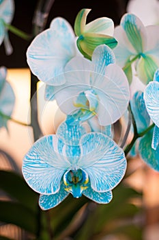 Beautiful white and sky blue color Orchid