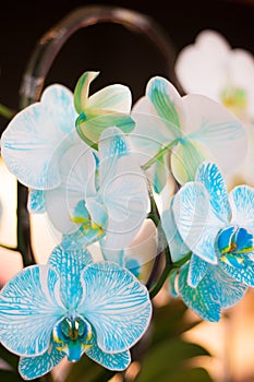 Beautiful white and sky blue color Orchid