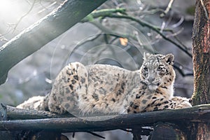 Beautiful white Snow Leopard cat, Irbis