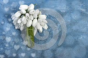 Beautiful white snowdrops Galanthus nivalis on a light blue background with bokeh and hearts - Romance or love concept -