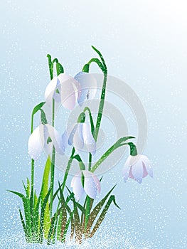 Beautiful white snowdrops