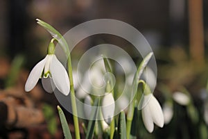 Beautiful white snowdrops in winter in the sunshine