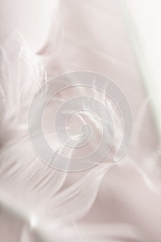 Beautiful white soft feathers background texture