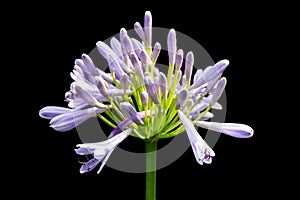 Beautiful white and soft purple agapanthus africanus flower isolate on black background