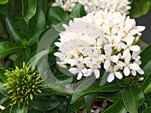 beautiful white soka flower in the garden