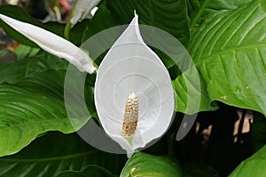 Beautiful white Spathe Flower `Sweet Pablo` at full bloom indoors