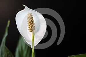 Beautiful white spathiphyllum flower blooms close-up