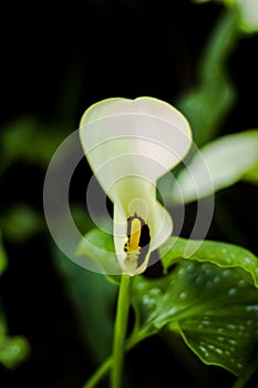 Beautiful White Spathiphyllum Peace Lily Flower