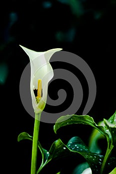 Beautiful White Spathiphyllum Peace Lily Flower