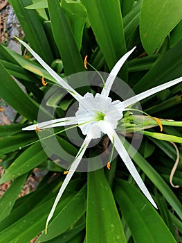 Beautiful white spider lily or Hymenocallis littoralis