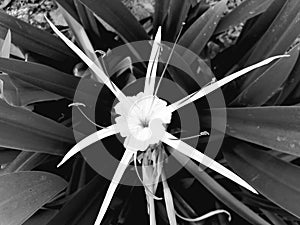 Beautiful white spider lily or Hymenocallis littoralis