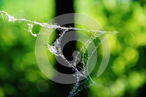 Beautiful white spider web on the background of greenery