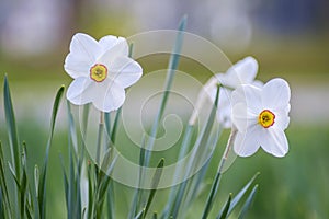 Beautiful white spring flowers 1