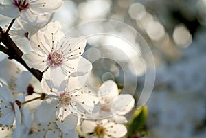 Krásny biely jar strom kvety 