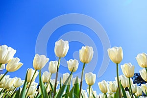 Beautiful white spring tulips in a flower garden on a sunny day against a blue sky