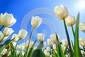 Beautiful white spring tulips in a flower garden on a sunny day against a blue sky