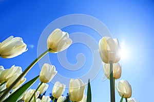 Beautiful white spring tulips in a flower garden on a sunny day against a blue sky