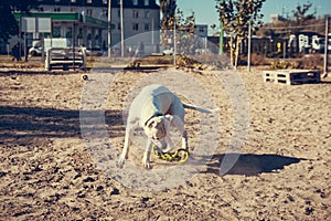 Beautiful white Staff terrier playin at the dog training ground