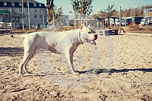 Beautiful white Staff terrier playin at the dog training ground