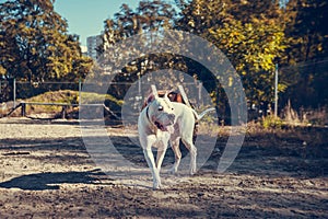 Beautiful white Staff terrier playin at the dog training ground.