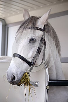 Beautiful white stallion