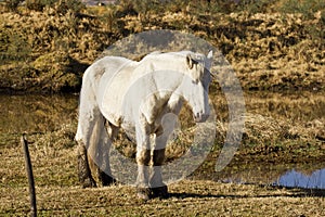 Beautiful white stallion on the edge of a pond