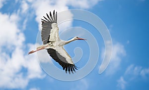 Beautiful white stork in flight with a cloudy sky background