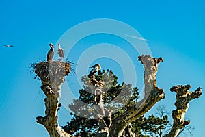 Beautiful white storks in the nest on blue sky backgroung, springtime