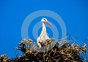 Beautiful white storks in the nest on blue sky backgroung, springtime