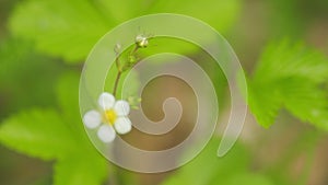 Beautiful white strawberry flower against green background. Green fresh strawberry bush with white flowers on the field