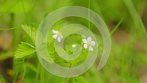 Beautiful white strawberry flower against green background. Green fresh strawberry bush with white flowers on the field