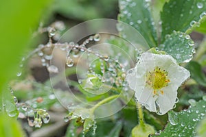 Beautiful white strawberry flower with raindrops in the garden. The first crop of strawberries in the early summer