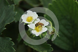 Beautiful white strawberry flowers.bees suck flowers in upland plantations