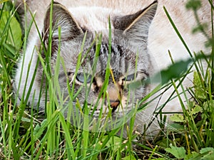 Beautiful white and stripey cat with blue eyes sitting in the grass and hunting